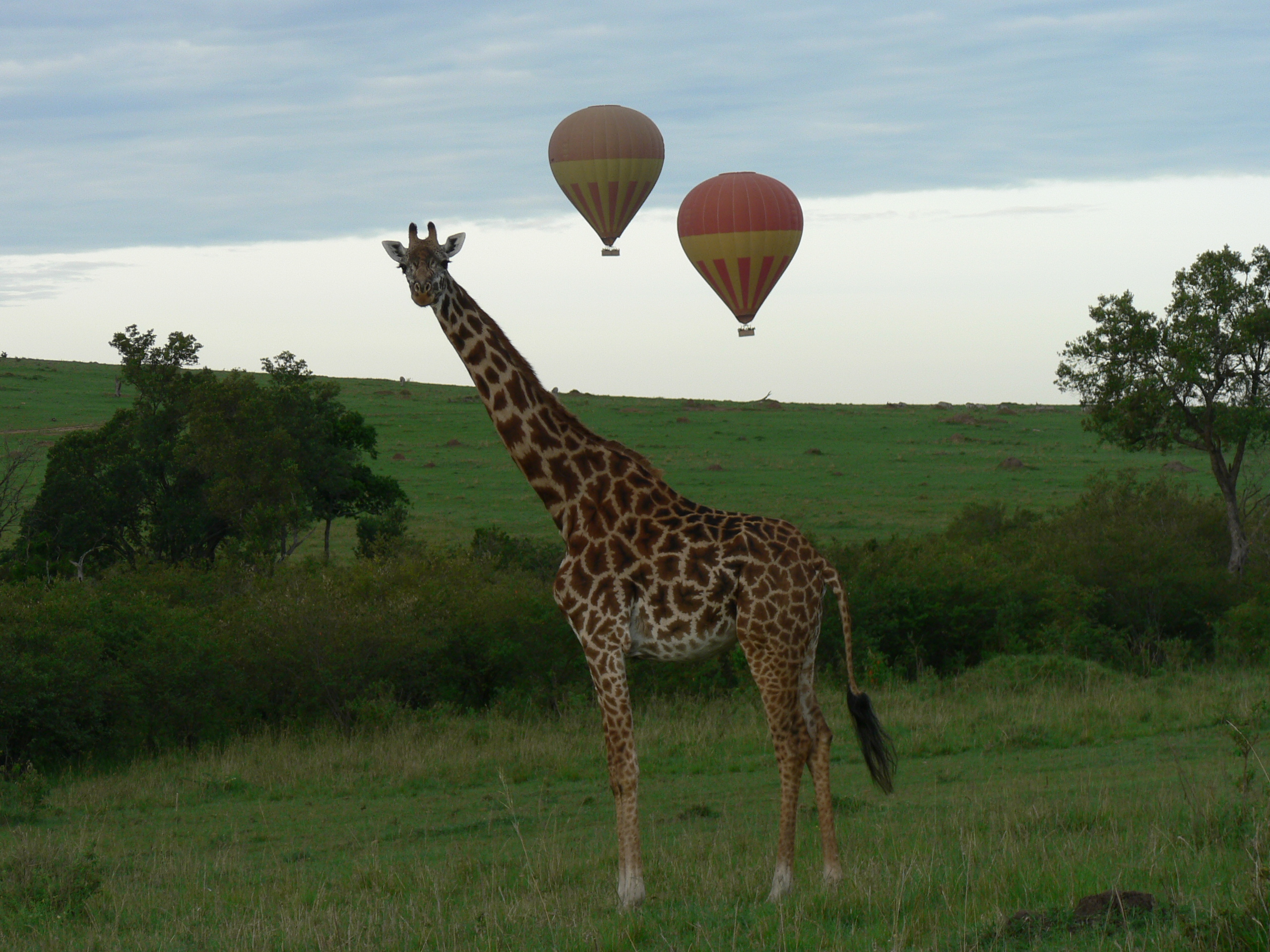 giraffe with baloons
