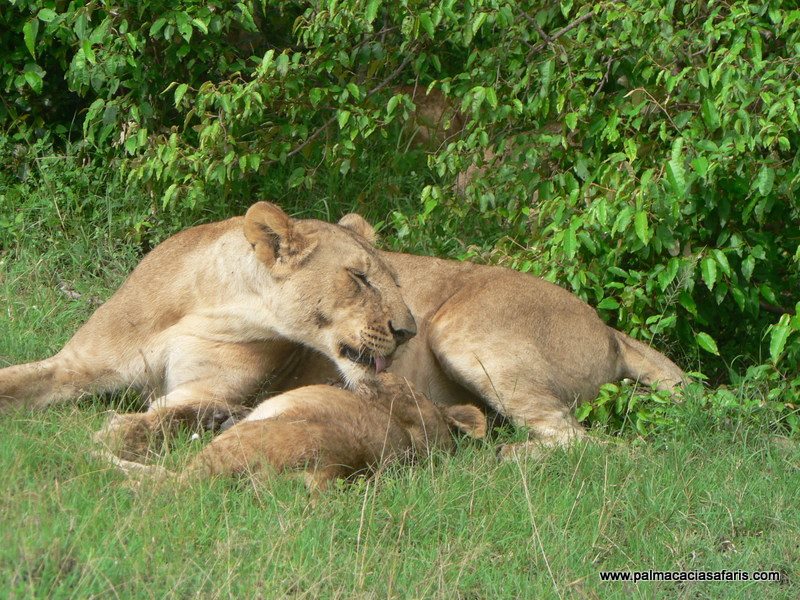 Lion with cubs