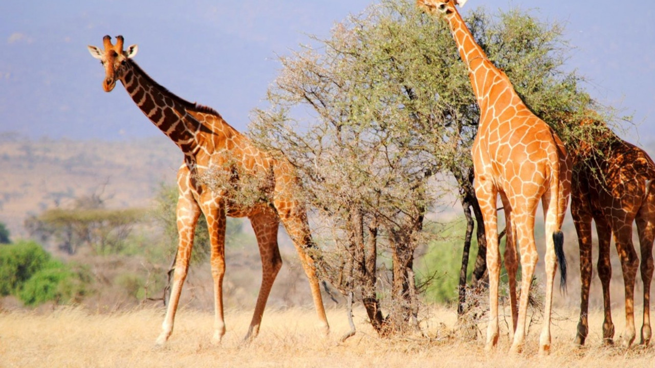 SAMBURU