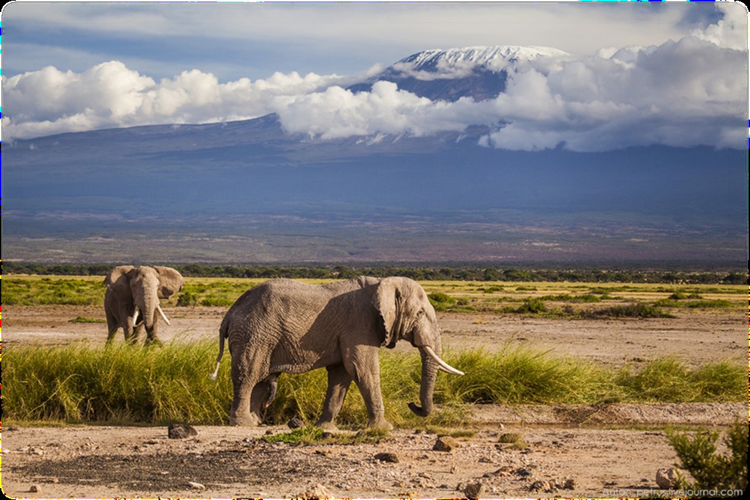 amboseli