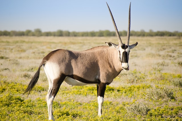 oryx