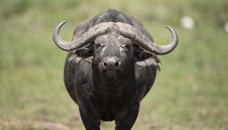 SAFARI BUFFALO