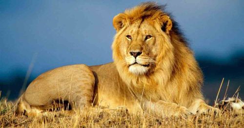 big-five-lion (1)
