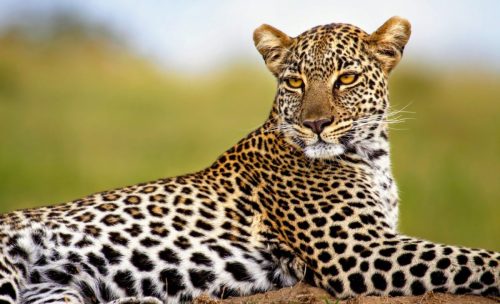 the-big-five-Leopard (1)