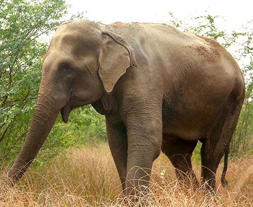 the-big-five-elephant