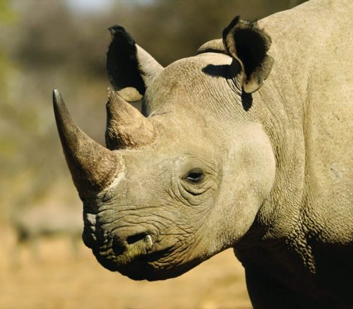 the-big-five-rhino (1)